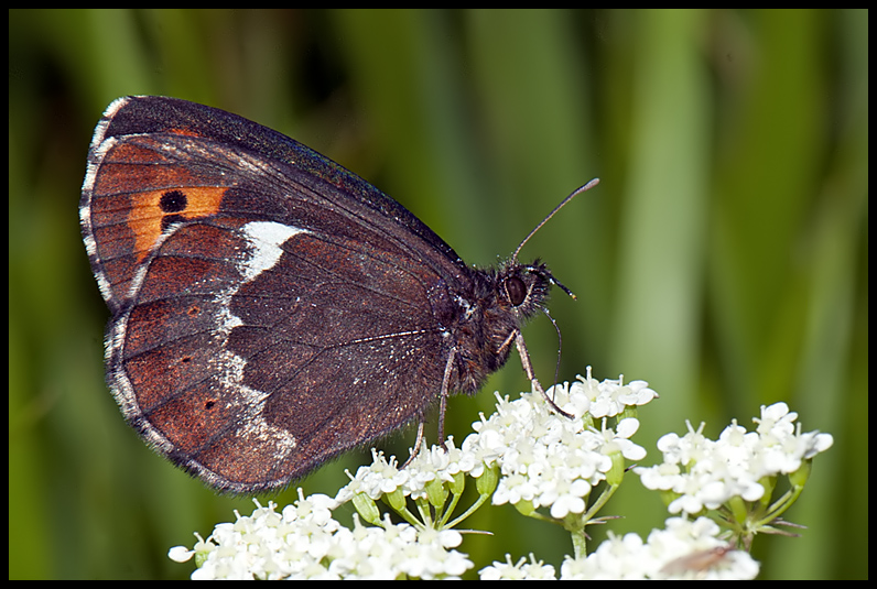 Erebia ligea  Linneus 1758